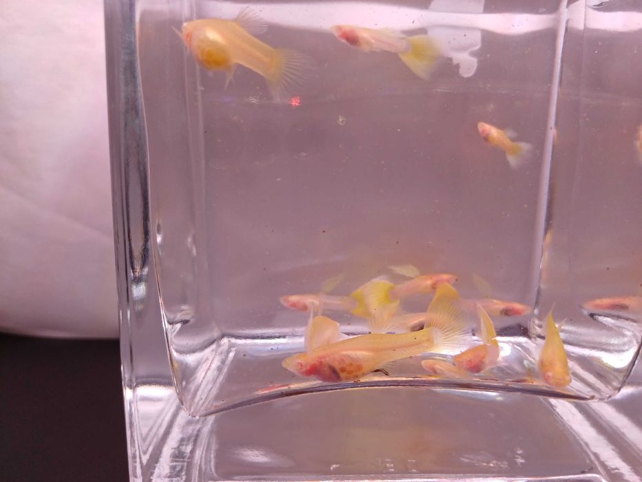 Gupik Albino Yellow Glass - para