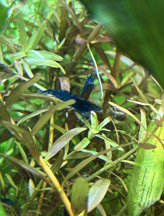 Креветки blue dream