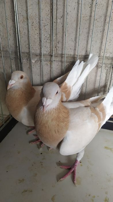 Gołębie pocztowe różne barwy