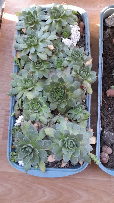 Молодило (кам'яна троянда)