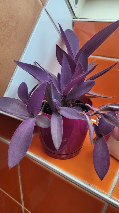 Kwiaty domowe różne