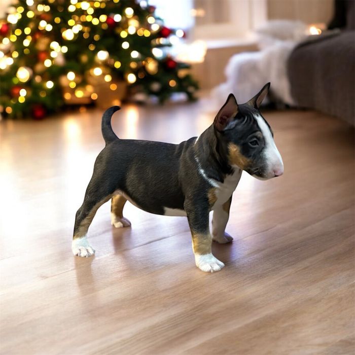 Bulterier Miniaturowy Samiec