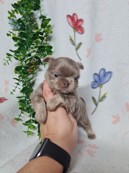 Excecional mini pelo comp Chihuahua/Chiuaua de Qualidad,LinhagemRussa