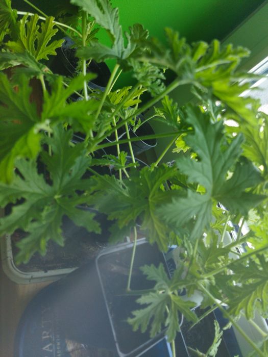 Anginka geranium młode sztuka