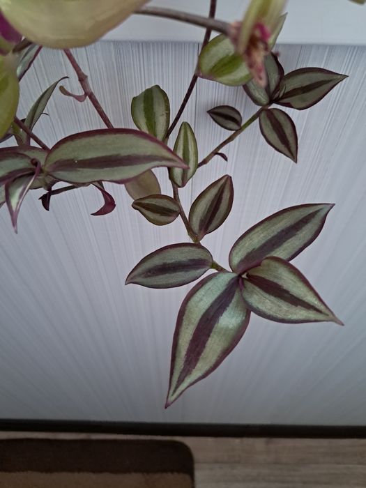 Традесканции,  черенки