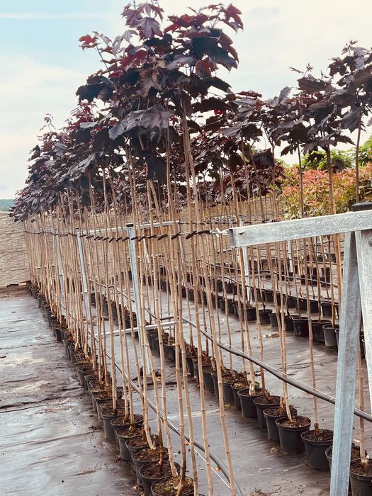 Klon Kulisty Czerwony Royal Red 160-180 cm 180 zł