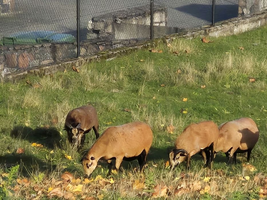 Owce kameruńske baranki i owieczka