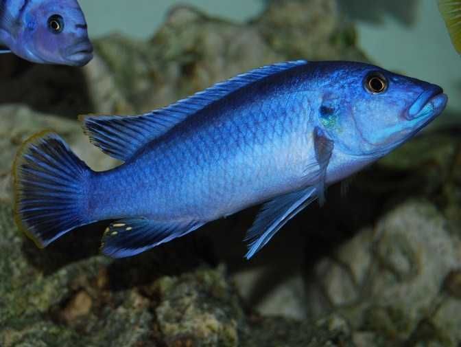 GB MALAWI Melanochromis Kaskazini
