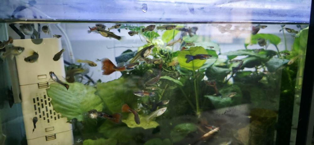 Guppys varios tamanhos