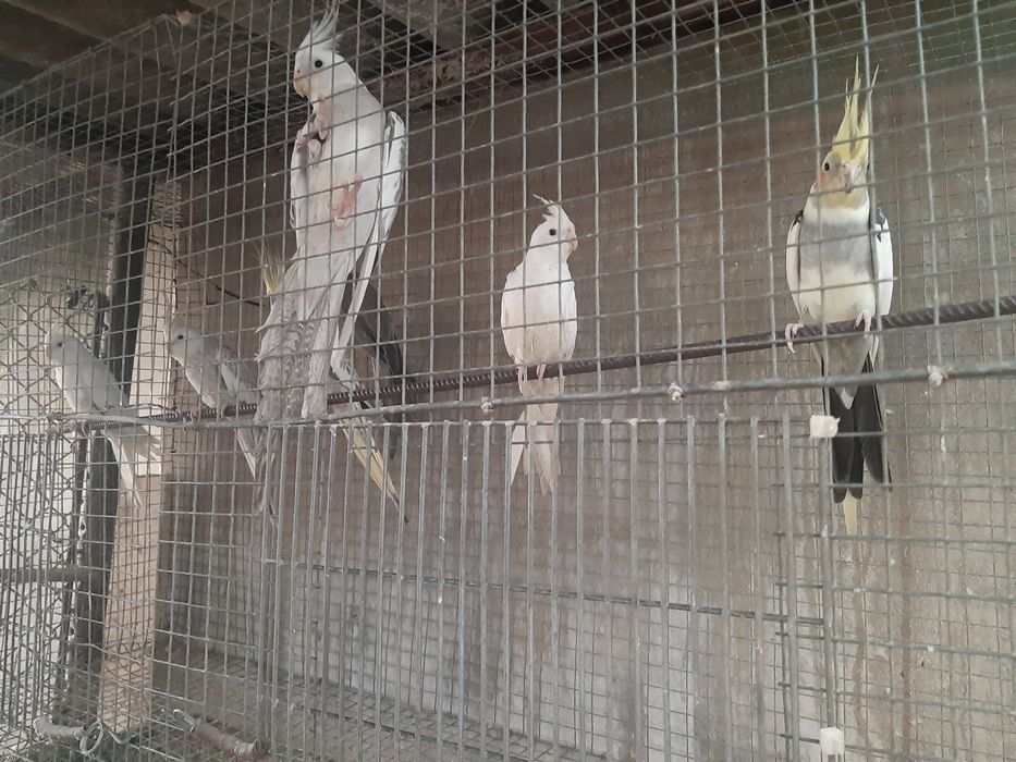 Cedência  caturras e agapornis 2025