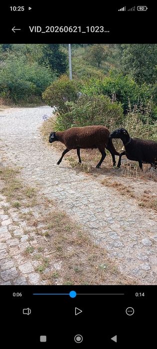 Vando borrego novo