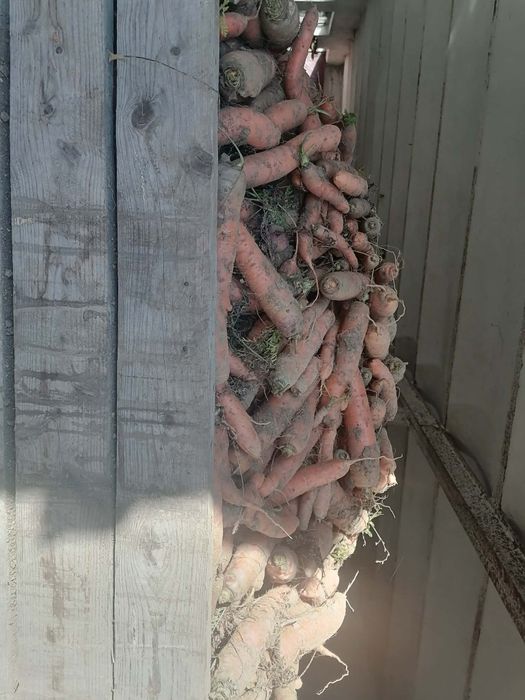 Marchew odpadową paszowa wysyłka od rolnika bez pośrednika cała Polska