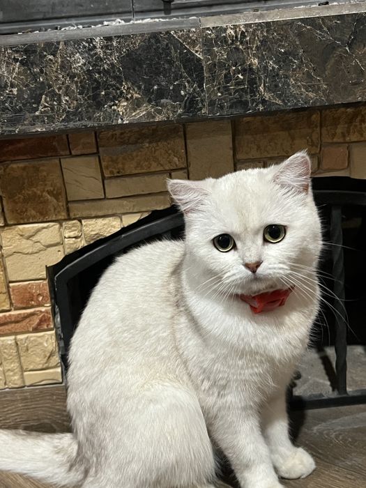 Шукаємо кота для вязки