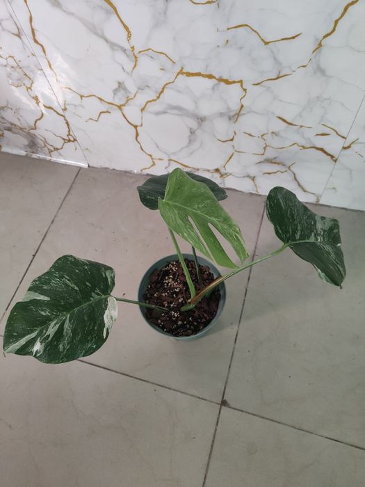 Monstera variegata