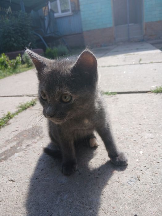 Віддам кошеня в хороші руки
