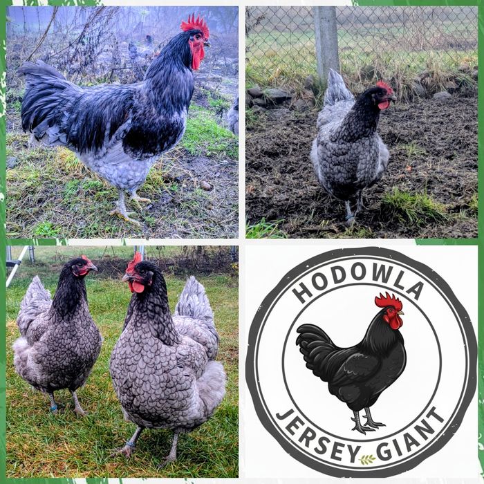 Jajka lęgowe Jersey Giant