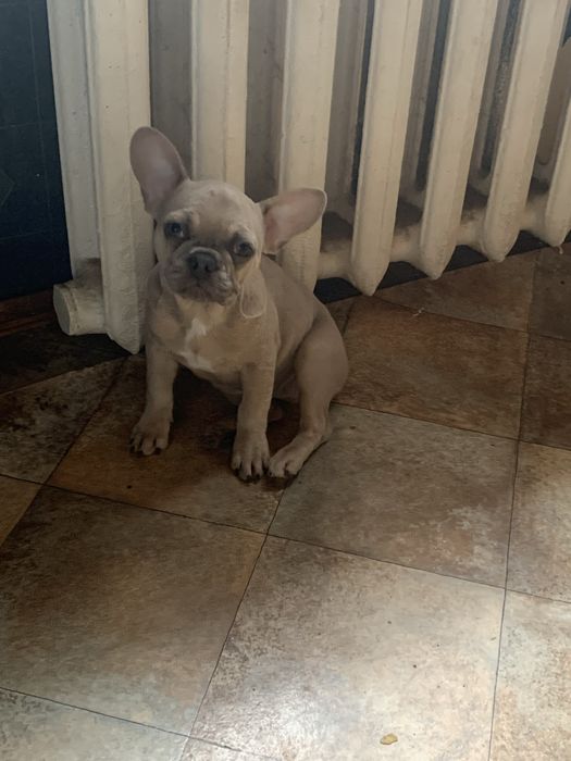 Девочка французик. Изабеллова мерле