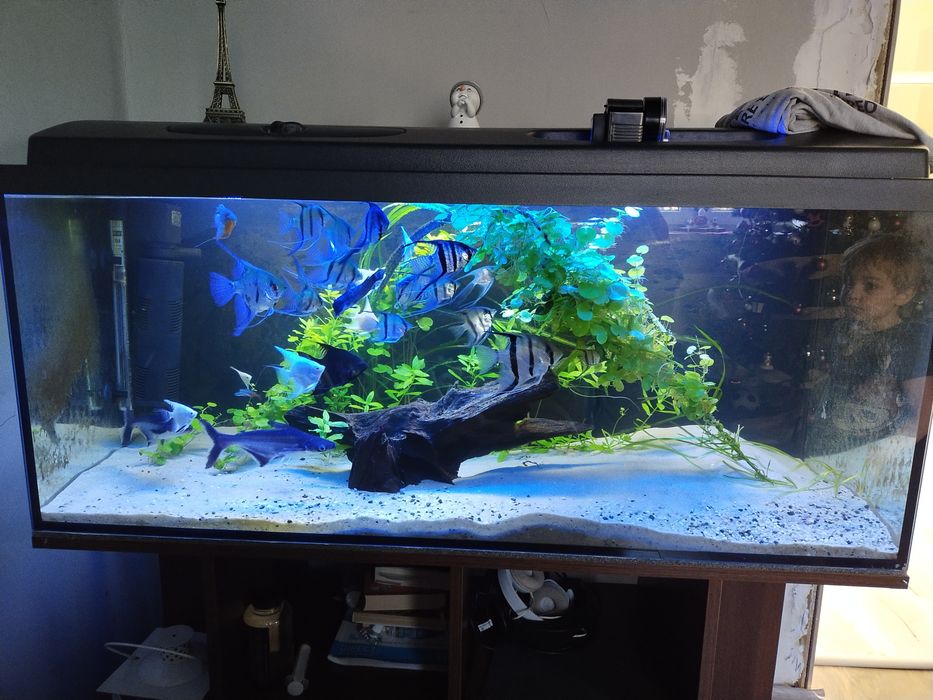 Akwarium 300 litrów