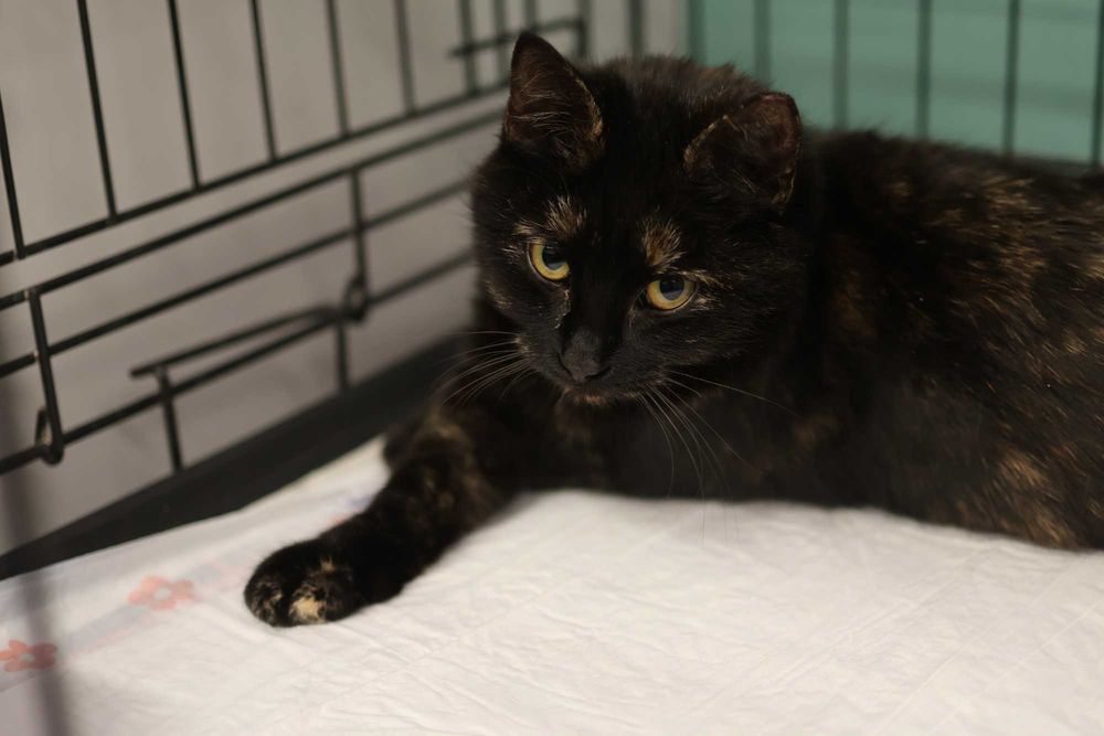 Ośmiomiesięczna, przemiziasta koteczka