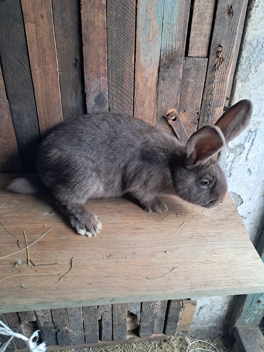 Mlode samiczki srokacz hawana