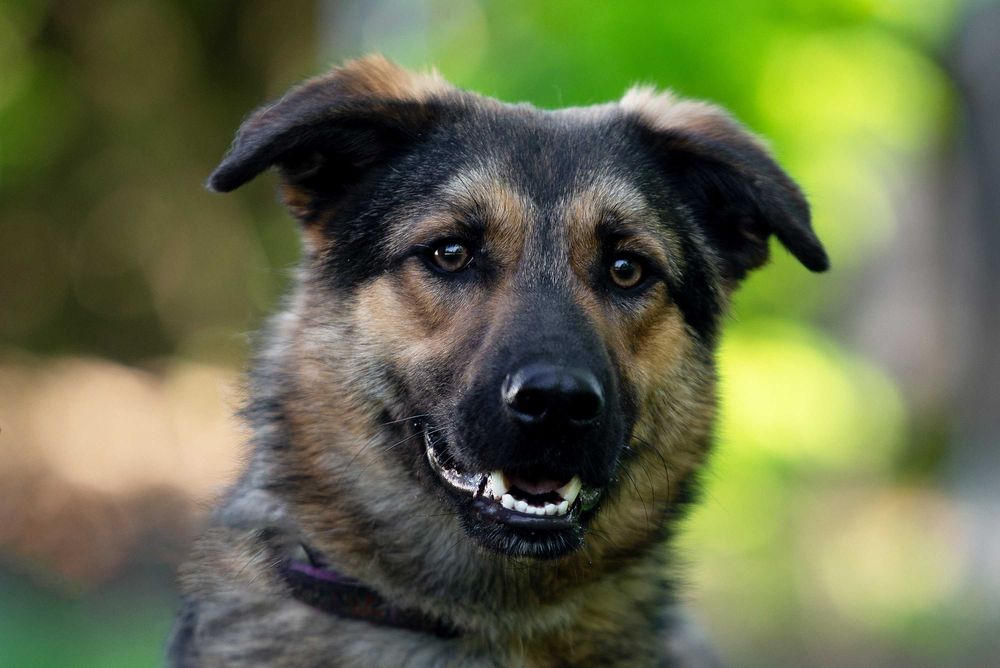 Віддам в добрі руки молодого собаку Сема.