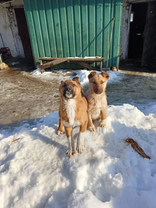 Віддам в добрі руки