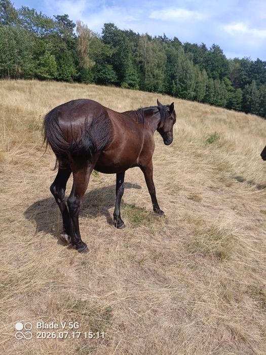 Roczna karosiwa klacz śląska