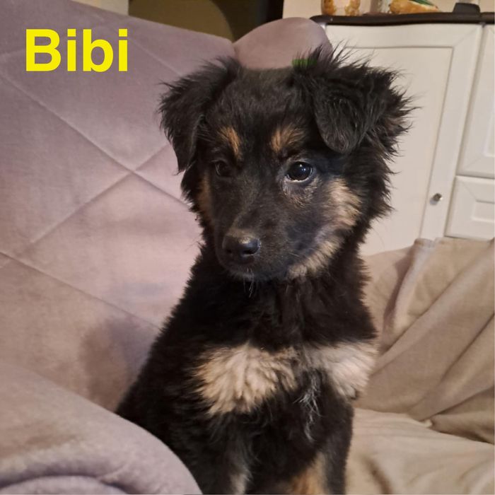 Szczeniaki szukają domków