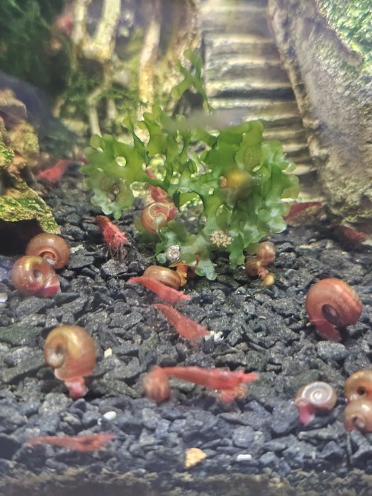 Camarões Red Cherry Juvenis