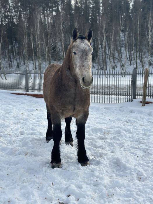 Ogier zimnokrwisty Herkules