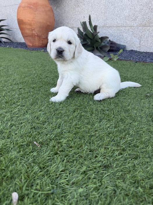 Golden Retriever menino maravilhoso