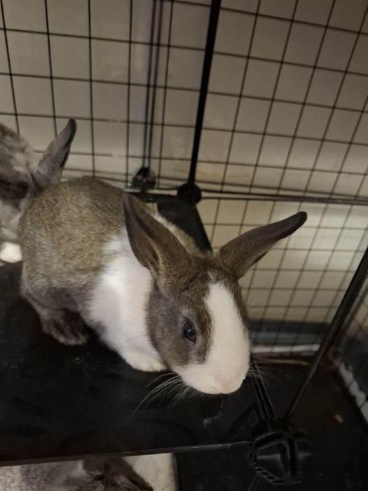 Oddam dwumiesięczne króliki