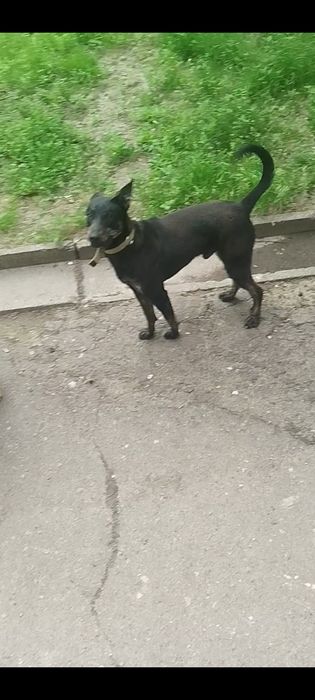 Чья потеряшка ?г.Запорожье