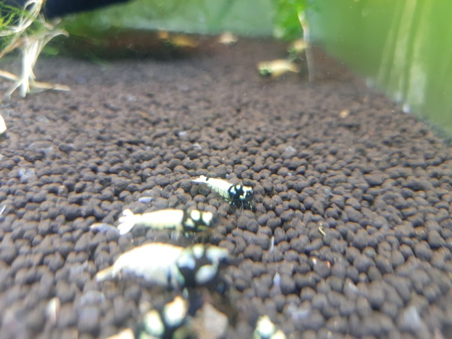 krewetki akwariowe Cardina Pinto Black Spotted Head