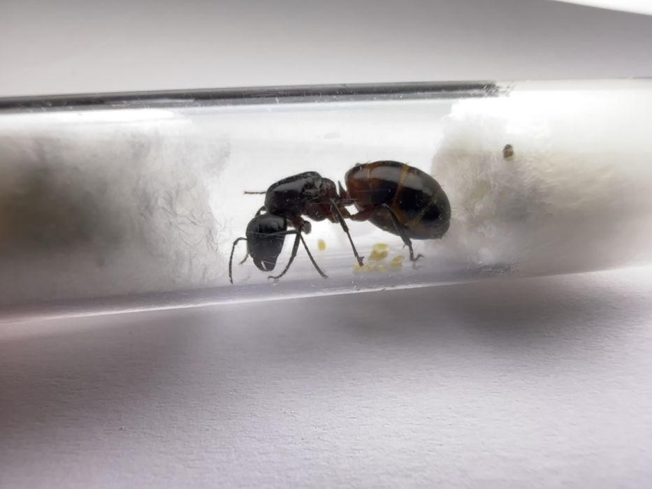 Camponotus ligniperda - mrówki do formikarium - królowa z potomstwem