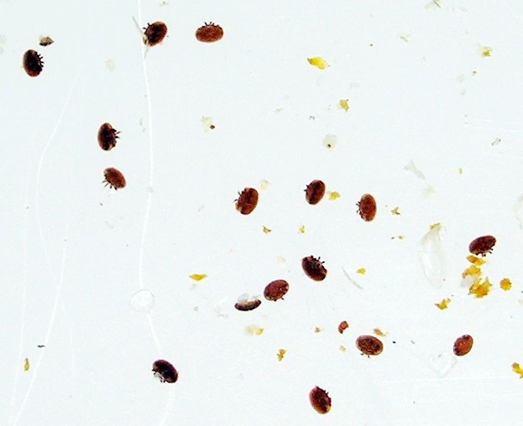 Tratamento para a Varroa