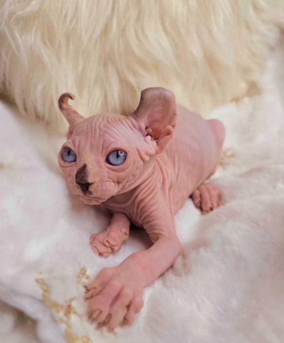 Кіра - Блакитноока дівчинка породи Ельф