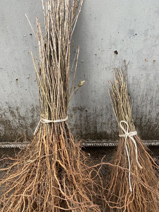 Антипка(маголебка)