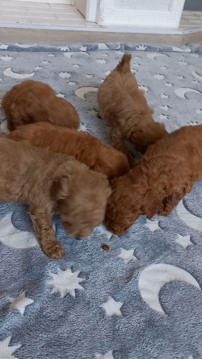 Мальчишки той пудель