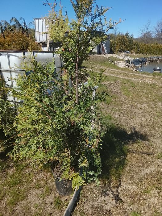 Thuja Brabant 150-170 CM