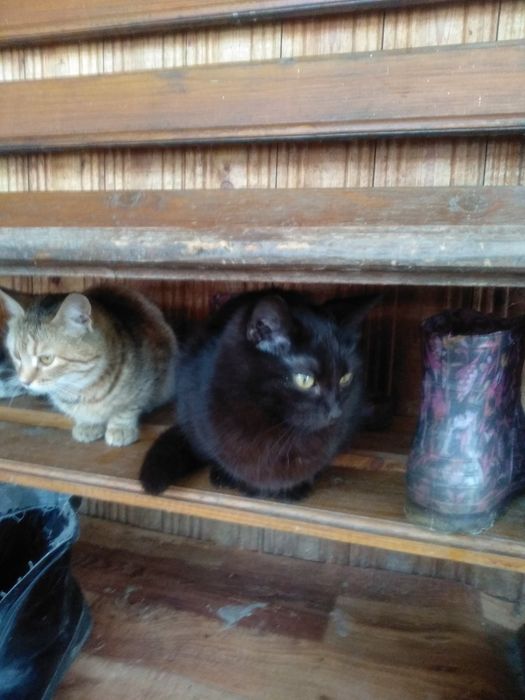 Коти коточері котєтко