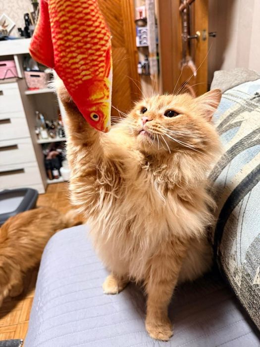 Котик шукає сімью