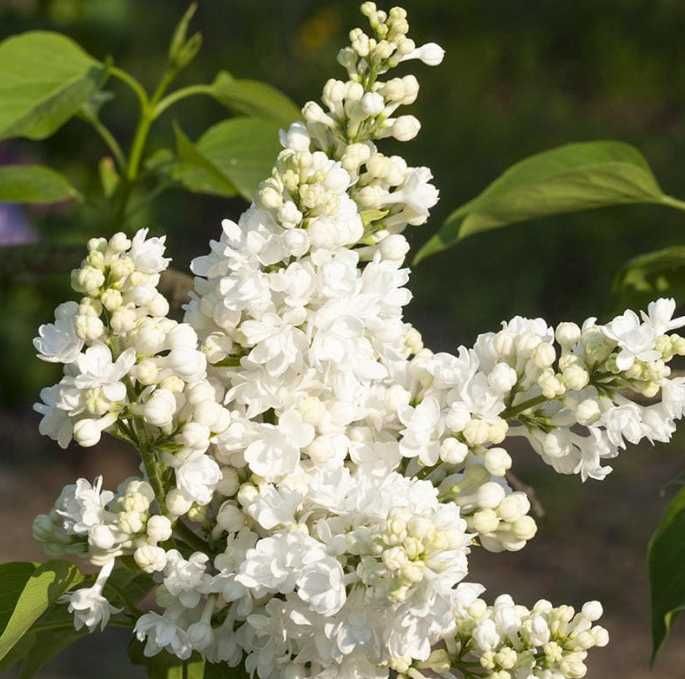 Bzy lilaki Syringa odmiany różne mayera