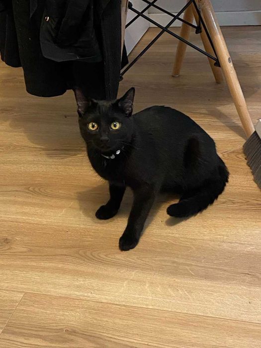 Oddam Kota. Za darmo. Wroclaw