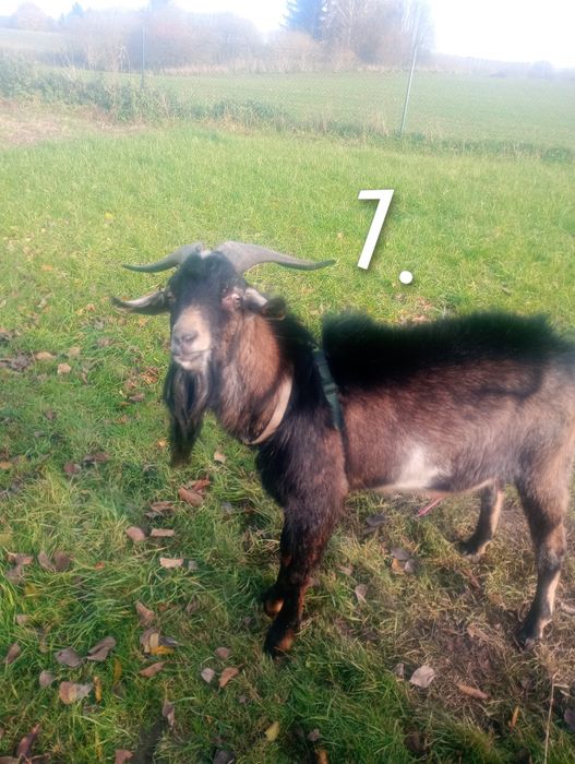 Gucio 2.5 letni kozioł Mix AN