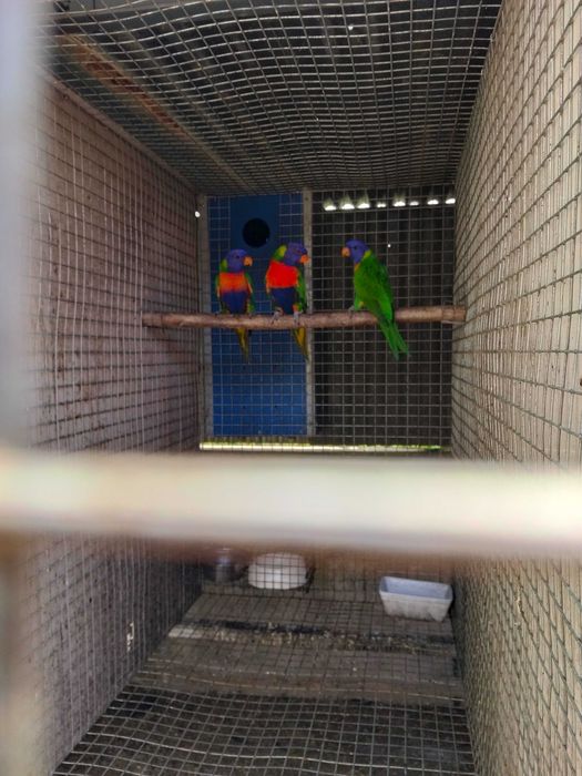 Várias aves para cedência