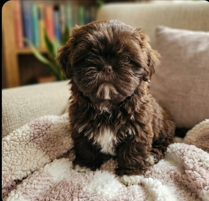 Czekoladowy piesek shihtzu