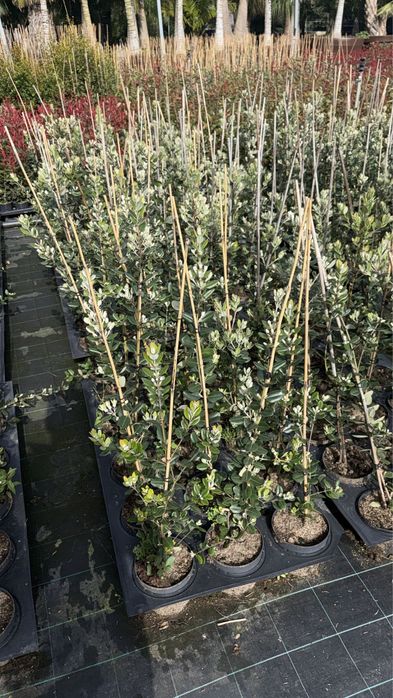 Metrosideros Excelsa 50cm/100cm/150cm/200cm