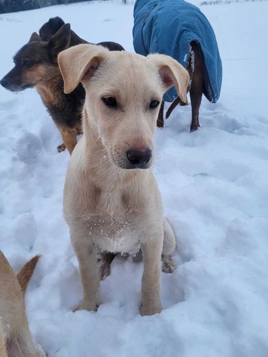 Biszkoptowe szczeniaki szukają fajnych domów