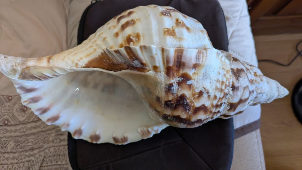 Concha de Tritão